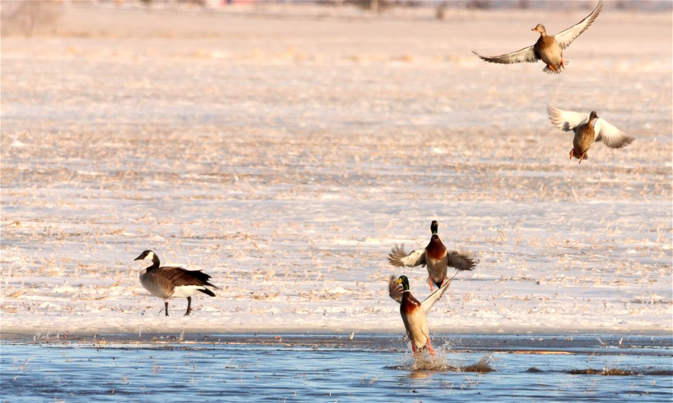 Spring Waterfowl Huron Wetland Management District