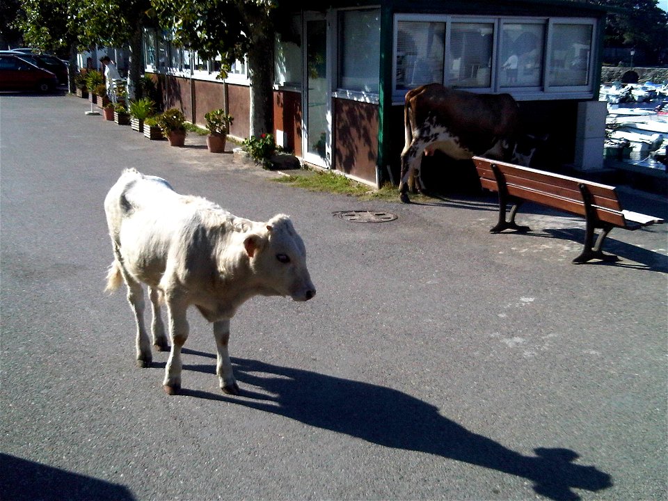 Veau sur le port de Barcaggio.