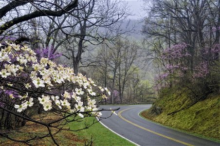 Redbuds and Dogwoods on Skyline Drive photo