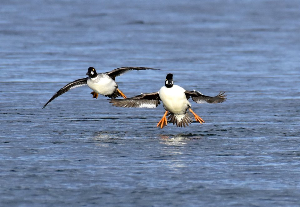 Common goldeneye at Seedskadee National Wildlife Refuge