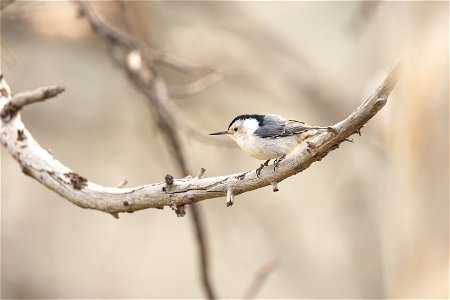 White-breasted nuthatch in Mammoth