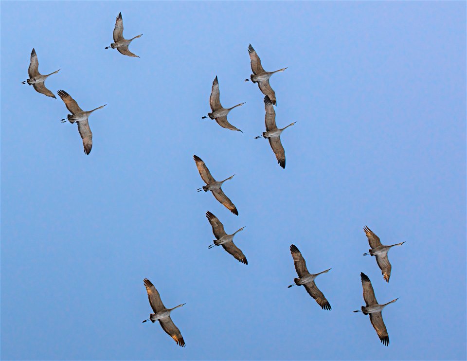 Sandhill Cranes in Flight