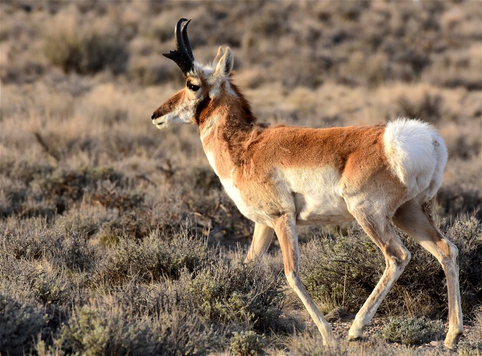 Pronghorn at Seedskadee National Wildlife Refuge