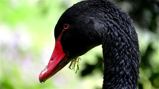 Black Swan