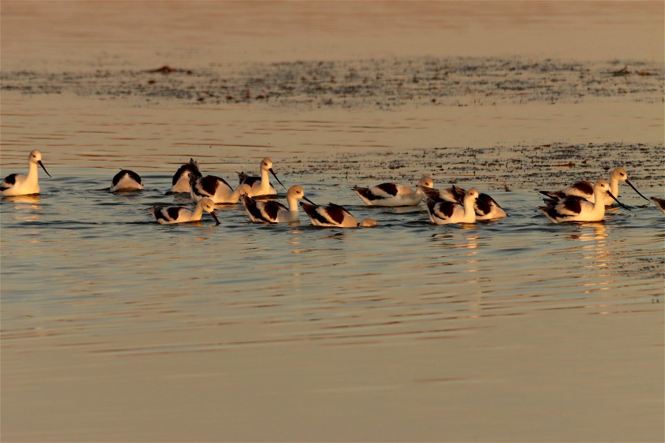 Fall Plumage American Avocets Huron Wetland Management District