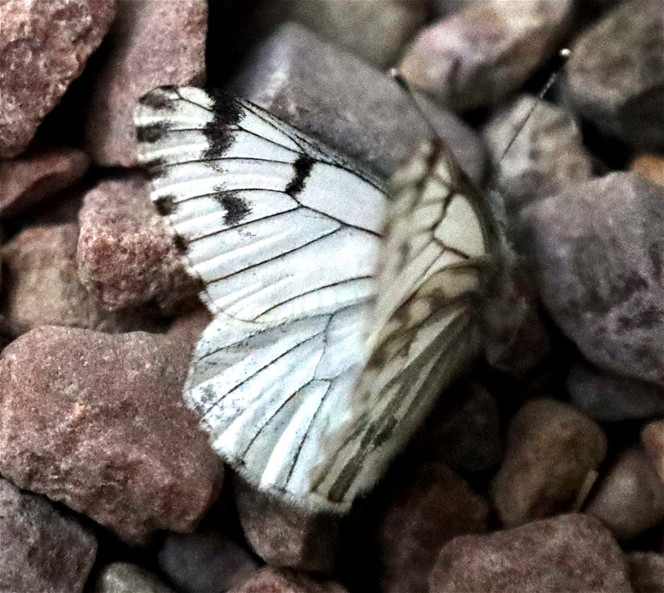 WHITE, SPRING (Pontia sisymbrii) (04-28-2023)  upper eight dollar road, josephine co, or -04