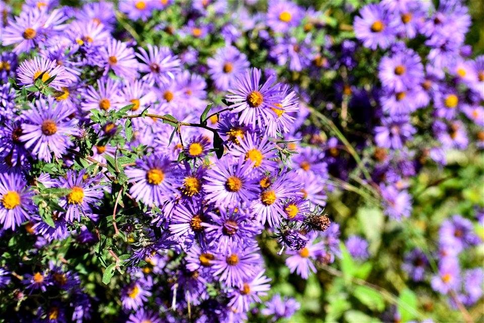 New England Aster Lake Andes Wetland Management District South Dakota photo