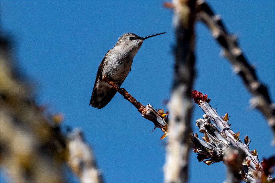 Hummingbird species