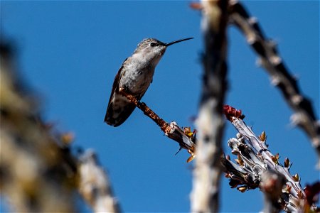 Hummingbird species