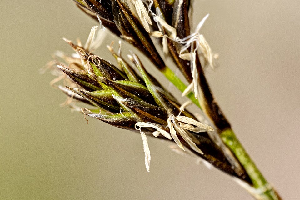 Carex phaeocephala