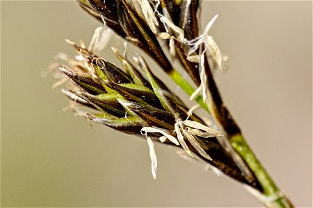 Carex phaeocephala photo