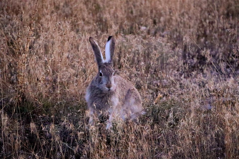 White-tailed Jackrabbit in Mammoth Hot Springs (2)