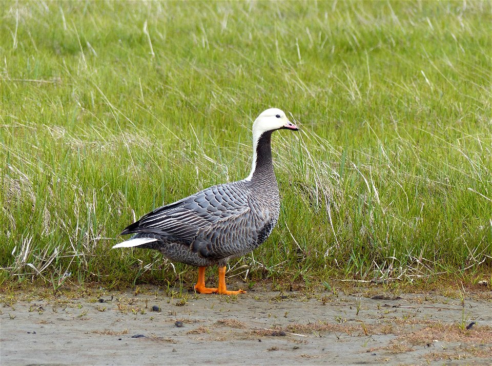 Emperor Goose photo