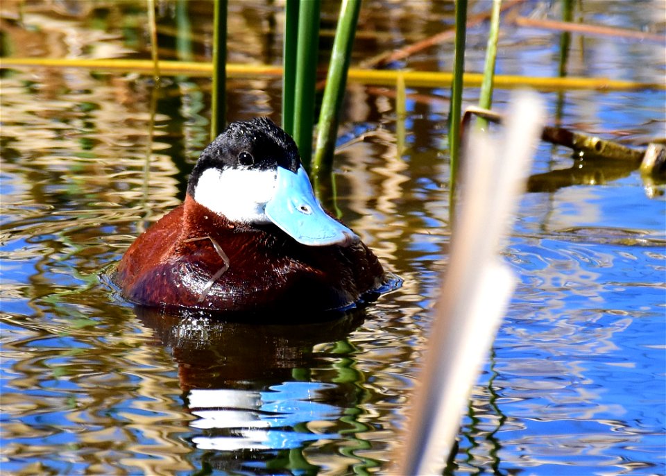 Ruddy duck at Seedskadee National Wildlife Refuge