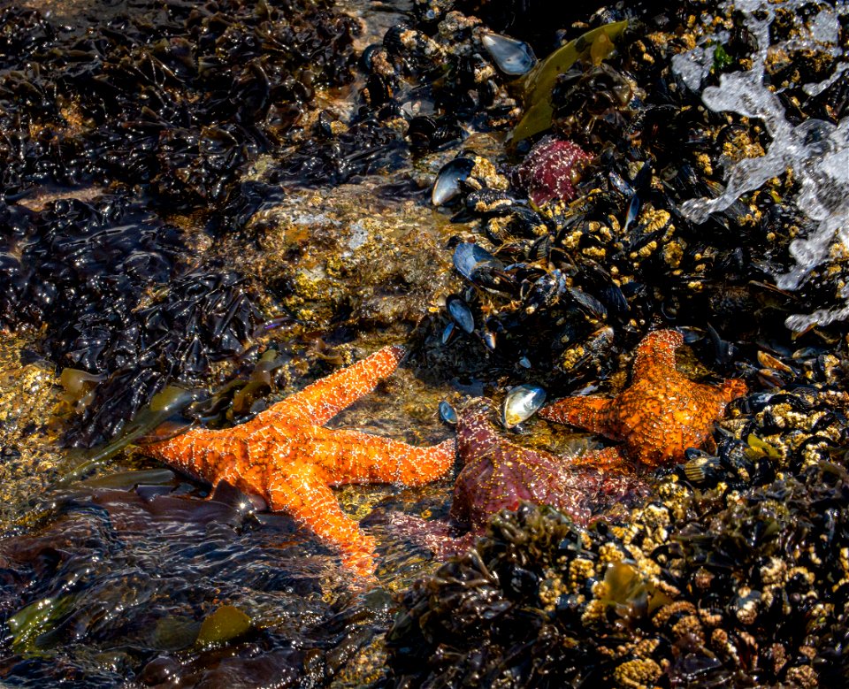 Sea Stars at California Coastal National Monument photo