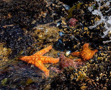 Sea Stars at California Coastal National Monument