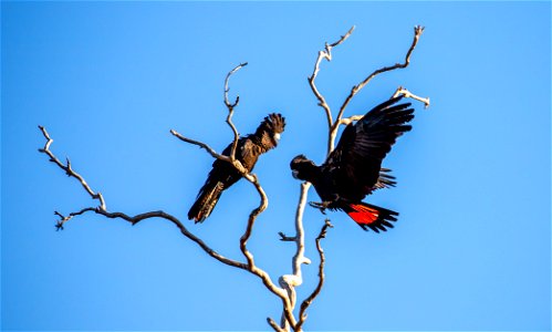 Red-tailed black cockatoos photo