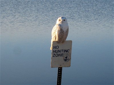 Snowy Owl Lake Andes National Wildlife Refuge South Dakota