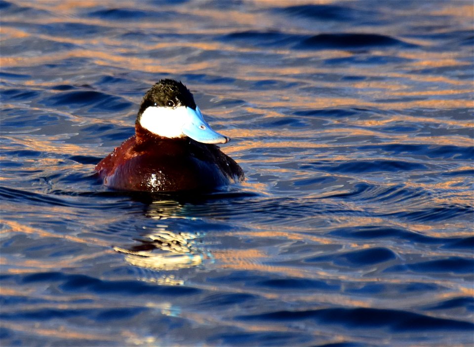 Ruddy duck at Seedskadee National Wildlife Refuge