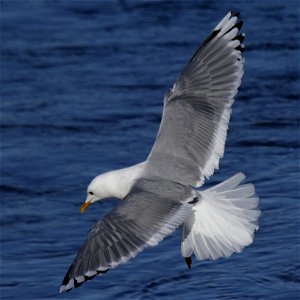 Glaucous-winged Gull - KNPP - _MG_8746-1