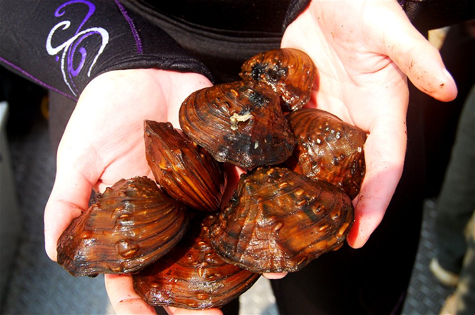 Endangered winged mapleleaf mussels
