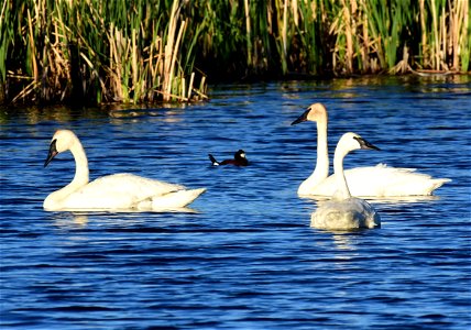 Trumpeter swan at Seedskadee National Wildlife Refuge