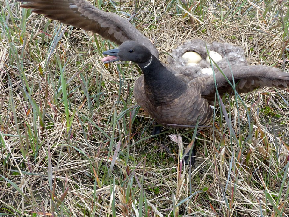 Brant defends nest photo