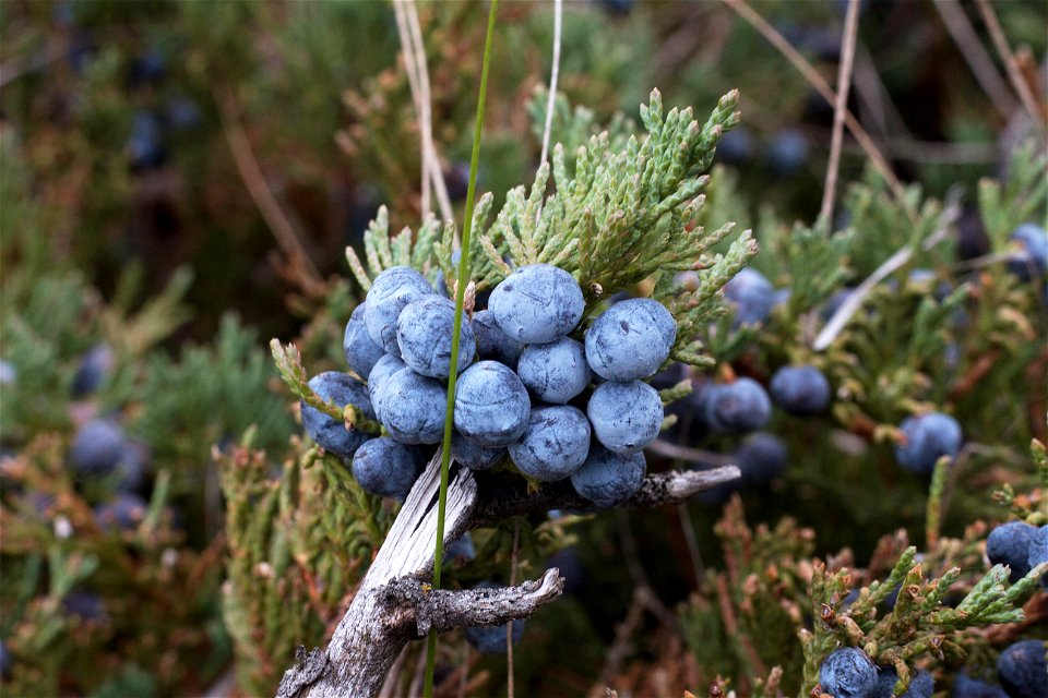 Juniper Abundance