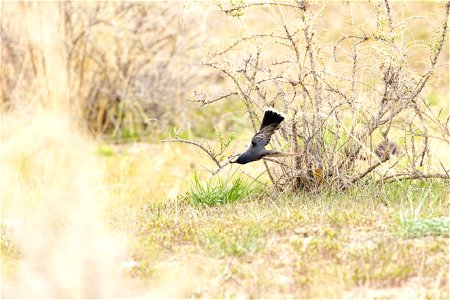 Eastern Kingbird (Tyrannus tyrannus) eating