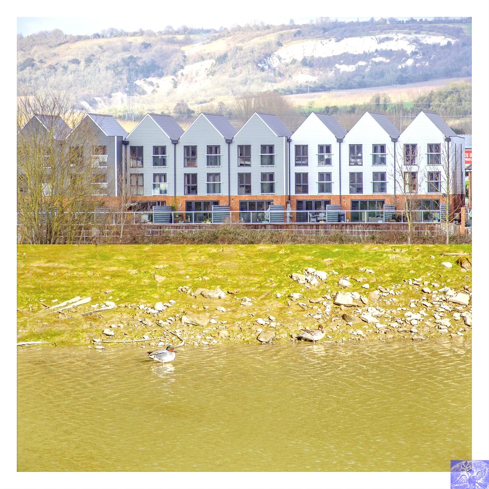 Ducks, River, Bank, Wall, Railings, Gardens, Houses, Trees, Fields, Hills, Chalk Cliff, Trees, Sky.