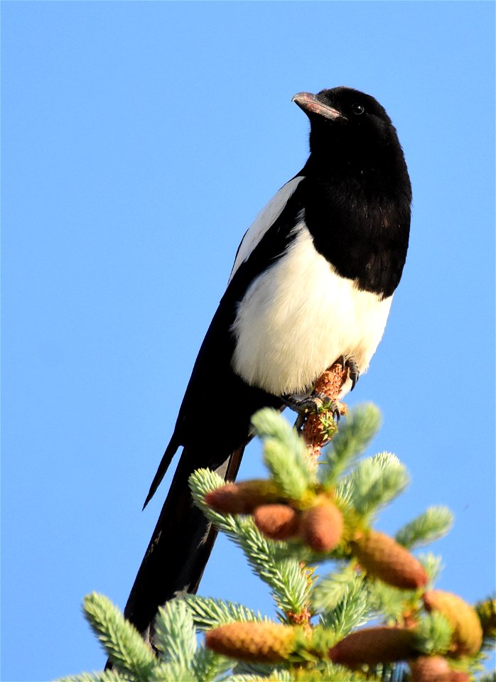 Black-billed magpie at Seedskadee National Wildlife Refuge