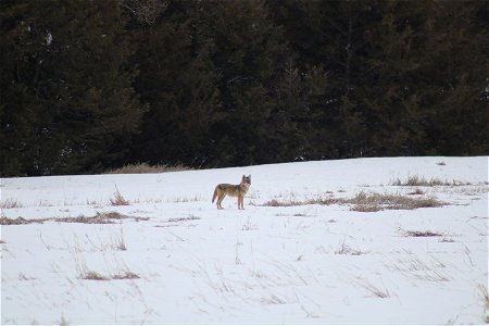 Coyote on Karl E. Mundt NWR South Dakota