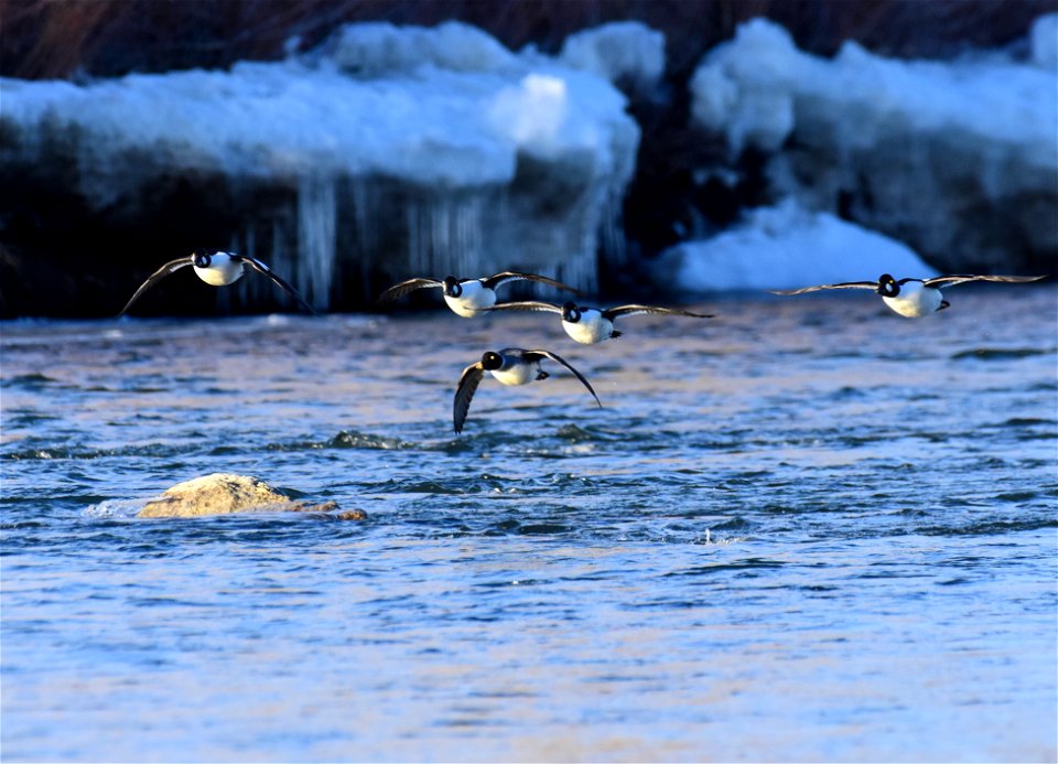 Common goldeneye at Seedskadee National Wildlife Refuge