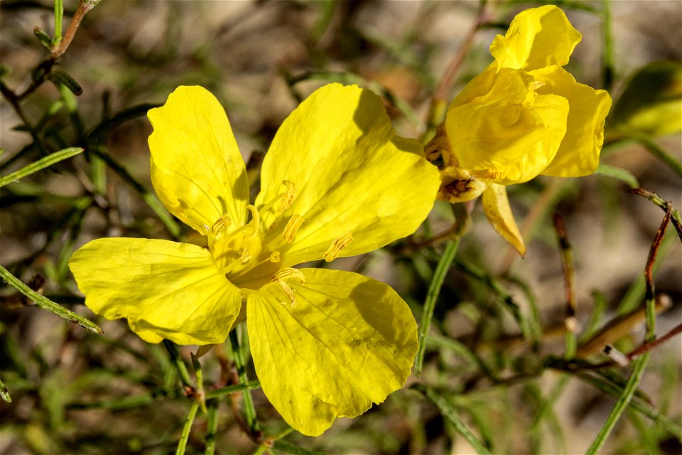 Oenothera gayleana