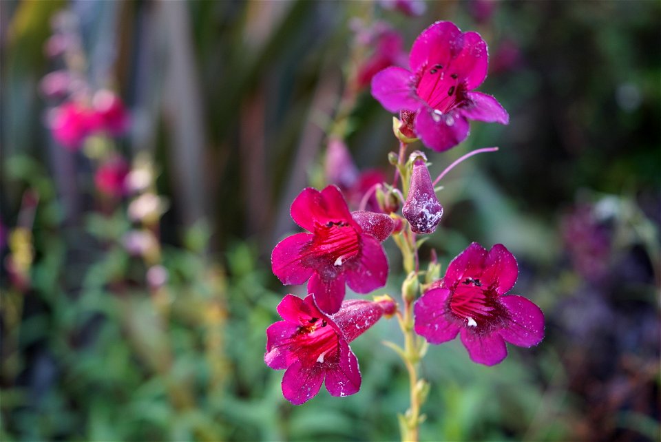 Flowers and Pollen