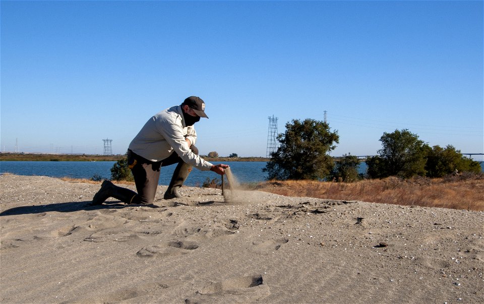 Antioch Dunes restoration