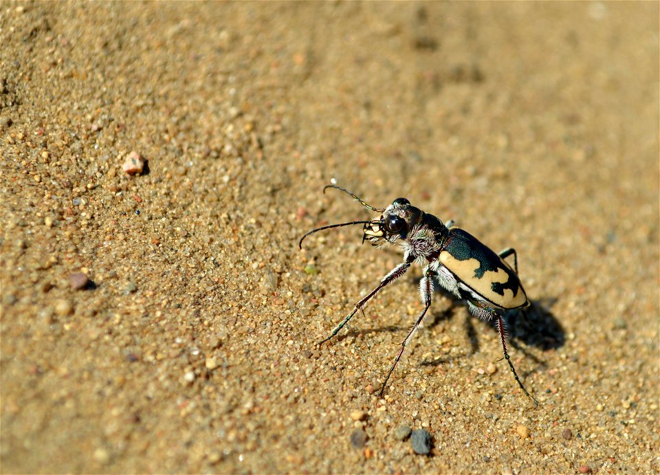 Big Sand Tiger Beetle