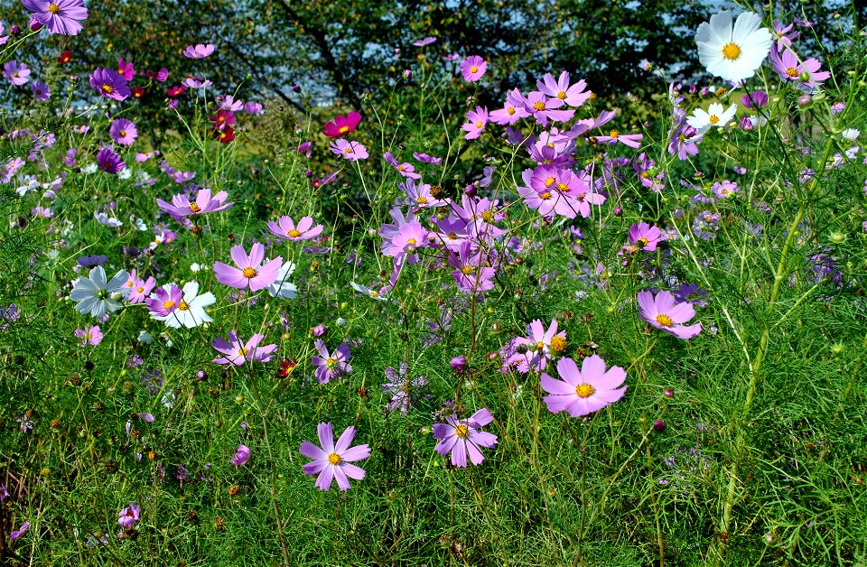 Cosmos Flowers