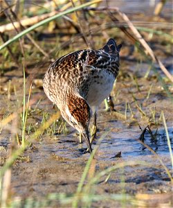 321 - SHARP-TAILED SANDPIPER (9-11-2021) lake tolowa, del norte co, ca (17) juvenile