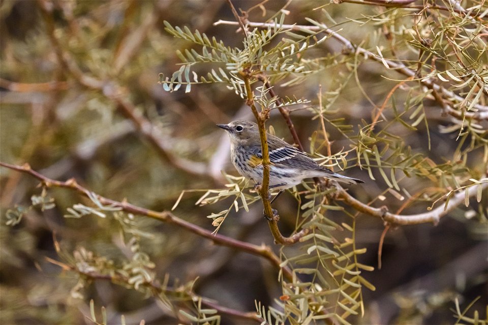 Yellow-rumped Warbler photo