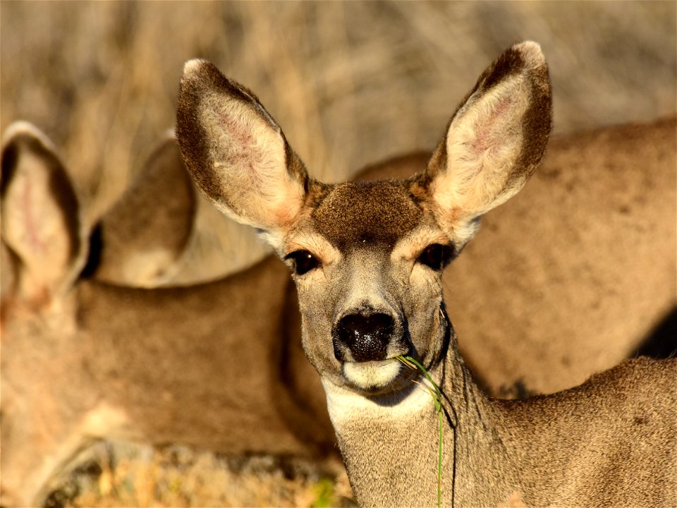 Mule deer at Seedskadee National Wildlife Refuge