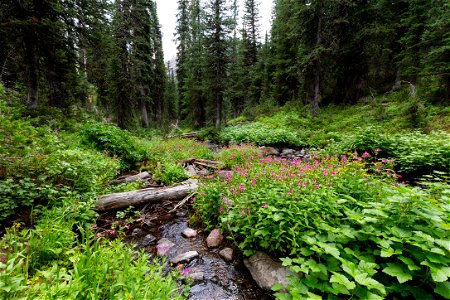 Custer-Gallatin National Forest, Knox Lake Trail: Knox Lake outlet looking downstream