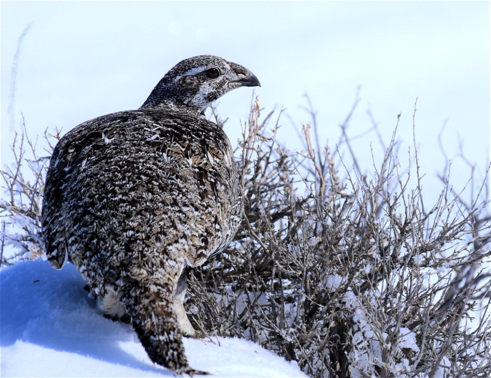 Greater sage-grouse on Seedskadee National Wildlife Refuge