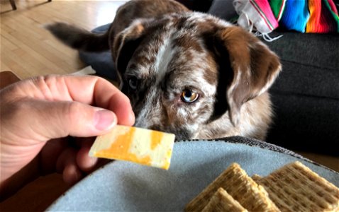 DON'T TEASE ME WITH CHEESE!