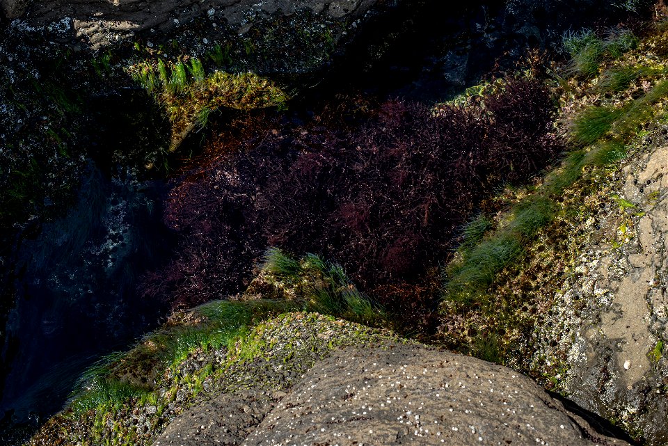 sea