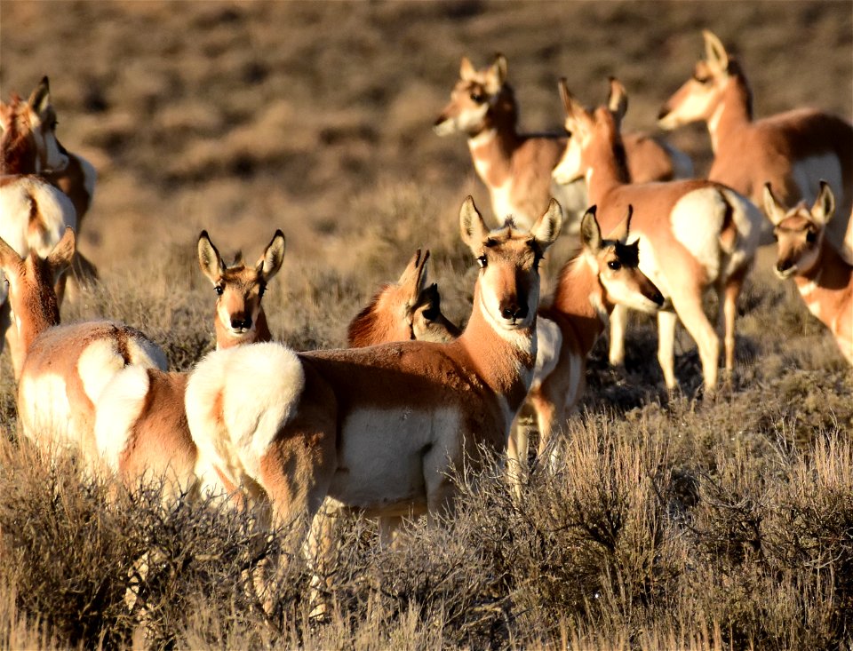 Pronghorn at Seedskadee National Wildlife Refuge