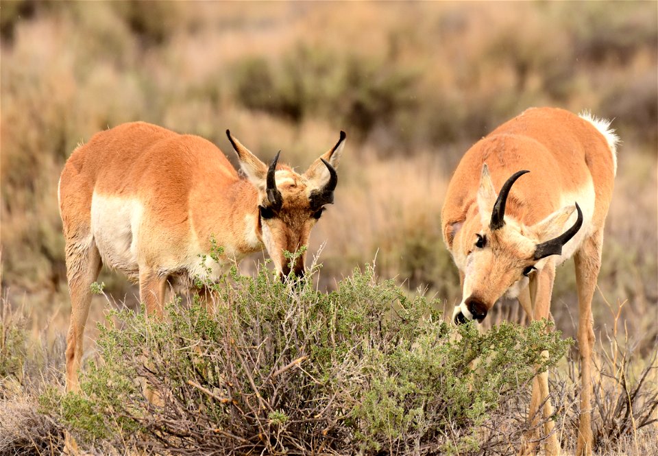 Pronghorn at Seedskadee National Wildlife Refuge