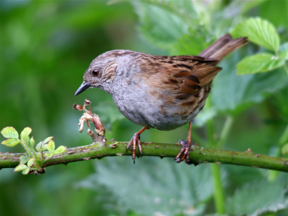 Dunnock, Prunella modularis.