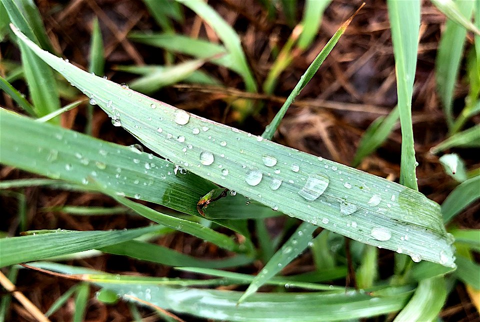Drops Welcomed Here