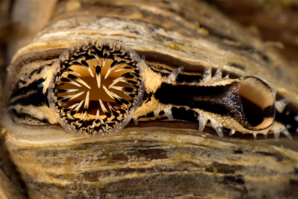 Zebra Mussels (Dreissena polymorpha)